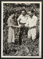 [recto] Mr. Toshichi Mitoma, his son, Edwin, and Mrs. Mitoma are shown here in the midst of a Victory garden (lima ...