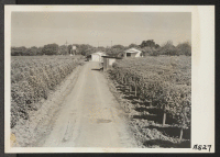 [recto] Japanese berry farm, transferred to a Yugoslavian who came to the United States in 1933. The berry crop on this farm last year was worth about $5,000. It was left in perfect condition. ;  Photographer: Lange, Dorothea ;  Centerville, California.