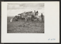 [recto] Evacuee farmers loading a truck with recently dug potatoes at the farm at this relocation center. ;  Photographer: Stewart, Francis ;  Newell, California.