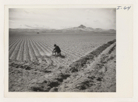 [recto] Land cleared of sagebrush last fall and corrugated against wind erosion. Assistant Farm Superintendent, Eiichi Sakauye, checking the moisture for early Spring crop planting. ;  Photographer: Iwasaki, Hikaru ;  Heart Mountain, Wyoming.