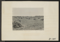 [recto] Eden, Idaho--A view of a wheat farm a few miles south of the Minidoka War Relocation Authority center for evacuees of Japanese descent. ;  Photographer: Stewart, Francis ;  Hunt, Idaho.