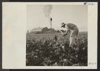 [recto] A field in the shadow of the Great Western Sugar Company at Johnstown, Colorado. Masayuki Tashima, former Los Angeles resident and beet worker, volunteered from the Poston Relocation Center as a beet topper. ;  Photographer: Parker, Tom ;  Johnstown,