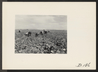 [recto] Harvesting turnips. ;  Photographer: Stewart, Francis ;  Newell, California.