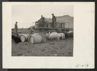 [recto] A view of hogs at the temporary hog farm at this relocation center. ;  Photographer: Stewart, Francis ;  Newell, California.