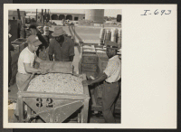[recto] George Matsui, formerly of the Jerome and Gila River Relocation Centers, and his fellow workers are unloading lima beans at ...