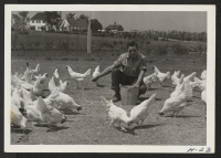 [recto] Noboru Arimura, an evacuee from the Jerome Relocation Center, feeds the chickens between heavier chores at the Schlosser Farm northwest ...