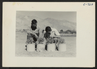[recto] Manzanar, Calif.--Walter T. Watanabe (left), foreman in charge of the Guayule Rubber Experiment at this War Relocation Authority Center. He ...
