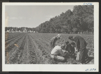 [recto] Part of the Irish potatoes being grown on the center farm. ;  Photographer: McClelland, Joe ;  Amache, Colorado.