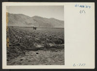 [recto] Manzanar, Calif.--Cultivating corn field on the project farm at this War Relocation Authority Center. To date, 125 acres have been cleared and put into crops. ;  Photographer: Lange, Dorothea ;  Manzanar, California.