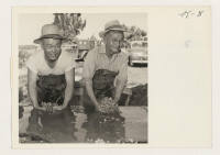 [recto] Mr. Shokichi Ishimaru and Toshimatsu Tsutaoka are pictured washing the celery plants before they are sent to the field to ...