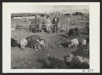 [recto] The Amache Center hog farm foreman, Nakashima [Nakamura?], and two of his assistants with some of their charges at the hog farm where center garbage is being used to feed hogs for center consumption. ;  Photographer: Parker, Tom ;  Amache, Colorado.