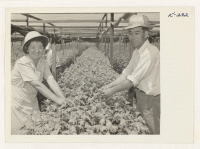 [recto] Disbudding chrysanthemums, Mr. and Mrs. Torao Mori from Topaz. They returned to their chrysanthemum farm in Redwood City, February 12, ...