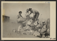 [recto] Manzanar, Calif.--Firewood is gathered by evacuees of Japanese descent at this War Relocation Authority center. ;  Photographer: Albers, Clem ;  Manzanar, California.