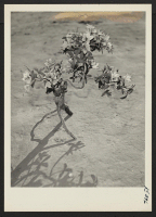 [recto] Artificial flowers in holder made from tree branches. ;  Photographer: Iwasaki, Hikaru ;  Amache, Colorado.