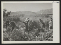 [recto] Manzanar, Calif.--More land is being cleared of sage brush at the southern end of the project to enlarge this War Relocation Authority center for evacuees of Japanese ancestry. ;  Photographer: Lange, Dorothea ;  Manzanar, California.