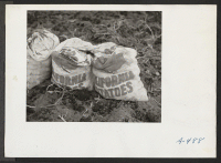 [recto] Sacks which are being filled with newly dug potatoes by evacuee farmers at this relocation center. ;  Photographer: Stewart, Francis ;  Newell, California.