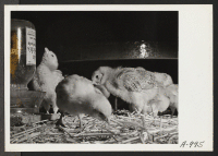 [recto] Eighteen day old chicks which were grown at the poultry farm at this War Relocation Authority center. ;  Photographer: Stewart, Francis ;  Newell, California.