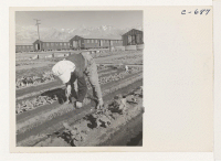 [recto] Evacuee in her hobby garden which rates highest of all the garden plots at this War Relocation Authority Center. Vegetables for their own use are grown in plots 10 X 50 feet between rows of barracks. ;  Photographer: Lange, Dorothea ;  Manzanar, Calif