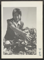 [recto] Momayo Yamamoto, formerly a farm worker in Fresno County, California. At present, he [i.e., she] is a farm worker. Momayo Yamamoto in the spinach harvesting field at this relocation center. ;  Photographer: Stewart, Francis ;  Rivers, Arizona.