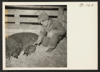 [recto] Great care is given the baby pigs at the hog farm here. Evacuee workers jealously guard the health of these animals, realizing that later on, this will mean more pork chops for the residents of the center. ;  Photographer: Stewart, Francis ;  Newell,