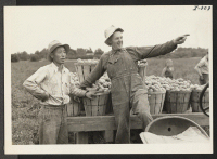 [recto] George Yamamoto, Issei from the Gila River Relocation Center is helping his employer, Herman S. Heston, harvest tomatoes on the ...