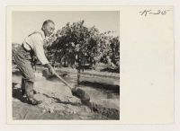 [recto] Tay Andow, Rt. 1, Box 293, Winton California, irrigating grapes on the vineyard. Mr. Andow returned in January from Stratford, ...