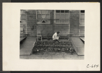 [recto] Tanforan Assembly Center, San Bruno, Calif.--Mrs. Fujita working in her tiny vegetable garden she has planted in front of her barrack home at this assembly center. ;  Photographer: Lange, Dorothea ;  San Bruno, California.