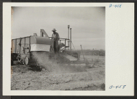 [recto] Threshing green eating peas for seed. Eleven acres of peas are grown here for their seed, and yield 10 to 12 sacks per acre. This is an extremely high yield. ;  Photographer: Stewart, Francis ;  Rivers, Arizona.
