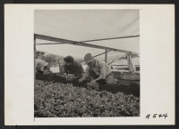 [recto] Bunching young tomato plants on an Alameda County farm for one of the last shipments to market prior to evacuation. Evacuees of Japanese ancestry will be housed in War Relocation Authority centers for the duration. ;  Photographer: Lange, Dorothea ;