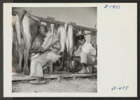 [recto] A view of students milking at the dairy farm school. Students are taught milking and the care of cows in order to prepare them for jobs on the outside of the center. ;  Photographer: Stewart, Francis ;  Rivers, Arizona.