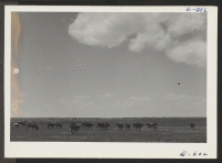 [recto] Cattle on pasture, XY Ranch, project farm. ;  Photographer: McClelland, Joe ;  Amache, Colorado.