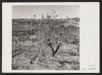 [recto] A 70 acre fruit ranch formerly operated by M. Miyamoto. This ranch, now not being worked, raised principally plums, peaches and pears. ;  Photographer: Stewart, Francis ;  Penryn, California.