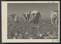 [recto] Former Los Angeles residents who have volunteered to help save the sugar beet crop in Colorado are here pulling a row of beets for topping in a field near Milliken, Colorado. ;  Photographer: Parker, Tom ;  Milliken, Colorado.