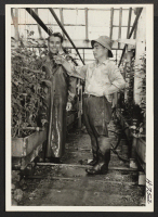 [recto] The Mount Eden Nursery and Greenhouses, owned and operated by the Shibatas of Tule Lake. The family originally relocated to ...