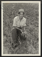 [recto] Yoshimi Shibata inspects onions, one of the many truck crops raised under his direction by the Midwestern Farm Company, owned ...