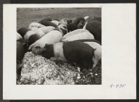 [recto] A close up of hogs eating garbage at the temporary location of the hog farm. The garbage is brought to the farm by truck from the center. ;  Photographer: Stewart, Francis ;  Newell, California.