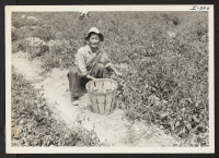 [recto] Torazo Matsumoto, Issei from the Gila River Relocation Center, is harvesting tomatoes on the farm of Herman S. Heston, Newtown, ...
