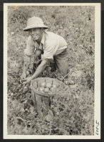 [recto] Ted Eikichi Miyamura, Issei from the Gila River Relocation Center, is harvesting tomatoes on the farm of Herman S. Heston, ...