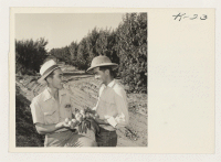 [recto] Left to right, Fred Hashimoto, Noboru Hashimoto, examining nectarines produced on the nectarine orchard in the background. They have two ...