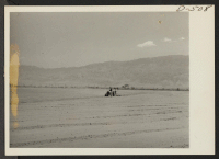 [recto] The evacuees of Japanese descent operate tractor rows for sowing onion seeds in agricultural development at the relocation center. ;  Photographer: Stewart, Francis ;  Manzanar, California.