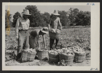 [recto] Residents of the Rohwer Relocation Center near McGehee, Arkansas, are shown harvesting a large crop of cucumbers grown at the center's agricultural project. ;  Photographer: Mace, Charles E. ;  McGehee, Arkansas.