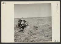 [recto] A young Nisei agricultural section foreman, together with a WRA agricultural expert, inspects alfalfa on a section of the land taken over for the production of animal forage at the Topaz Relocation Center. ;  Photographer: Parker, Tom ;  Topaz, Utah.