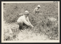 [recto] George Yamamoto, Issei from the Gila River Relocation Center is harvesting tomatoes on the farm of Herman S. Heston, Newtown, ...