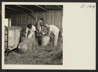 [recto] Closing of the Jerome Center, Denson, Arkansas. Dishes from the thirty-three Jerome messhalls were packed in straw and placed in large G.I. Cans for shipment to other centers. The straw was purchased at a nearby farm. ;  Photographer: Iwasaki, Hikaru
