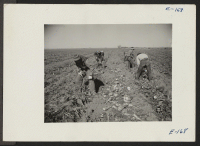 [recto] Six volunteer workers from the Granada Relocation Center working in a field near Prospect, Colorado. ;  Photographer: Parker, Tom ;  Keensburg, Colorado.