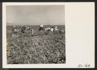 [recto] Harvesting spinach. ;  Photographer: Stewart, Francis ;  Newell, California.