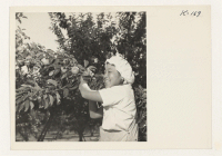 [recto] Mrs. Harry Sumigawa, Route 4, Box 113, Petaluma, California is shown picking apples on the Peterson [i.e. Petersen] ranch near Sebastopol, California. She was formerly from Granada. ;  Photographer: Iwasaki, Hikaru ;  Petaluma, California.