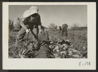 [recto] One member of a family group of former California residents topping beets in a field near Prospect, Colorado. ;  Photographer: Parker, Tom ;  Prospect, Colorado.