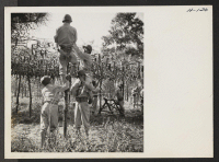 [recto] Members of a camouflage unit dispense with step ladders in arranging a net to conceal artillery from possible observation from ...