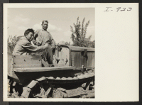 [recto] Mr. S. Asai and George Shitara from Heart Mountain pose on the tractor after cutting rills in the Asai orchard ...